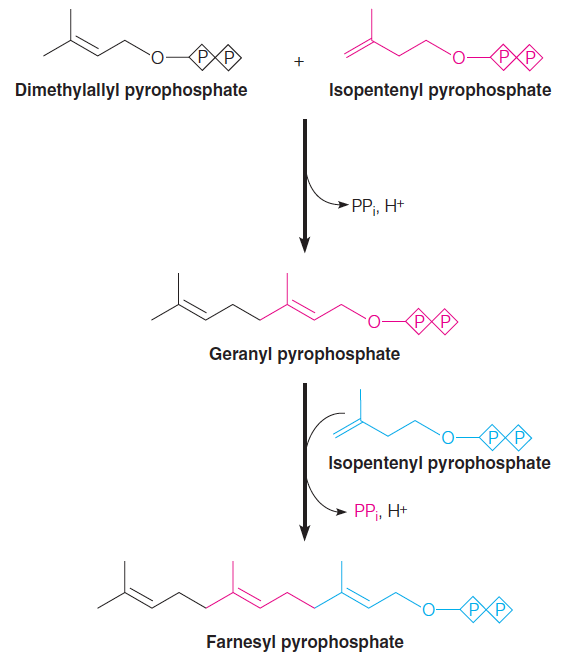 Conversion of isopentenyl pyrophosphate and dimethylallyl pyrophosphate to farnesyl pyrophosphate