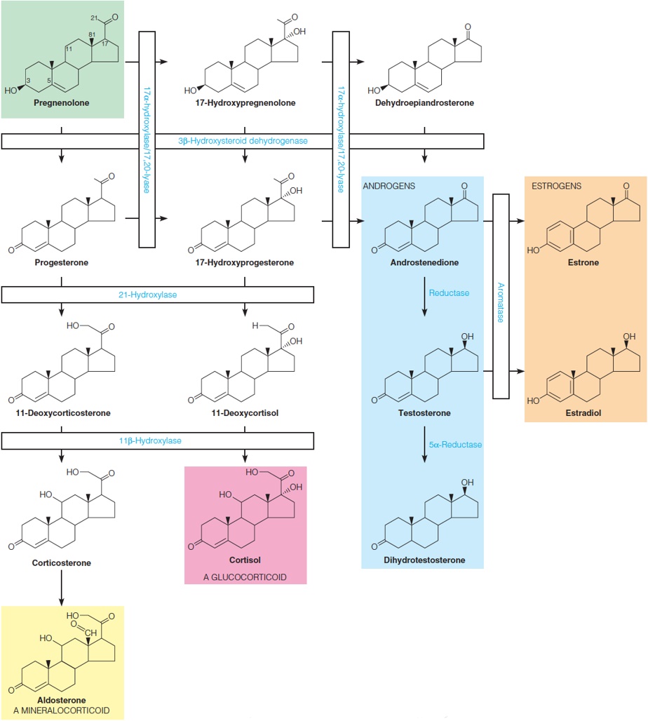 Biosynthetic routes from pregnenolone to other steroid hormones