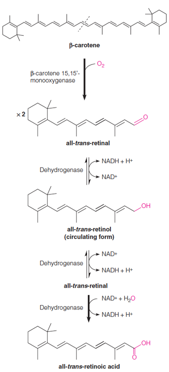 Three active forms of vitamin A: all-trans-retinol, -retinal, and –retinoic acid