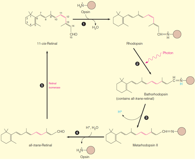 The chemical changes in photoreception