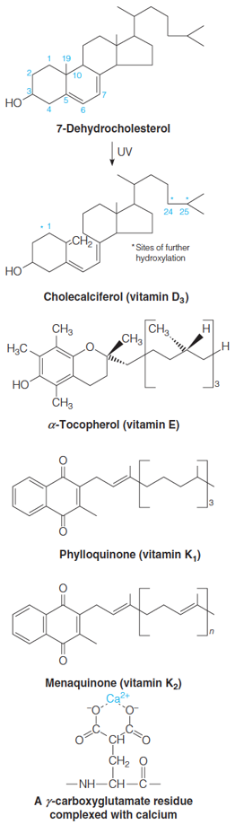 Structures of other important isoprenoids