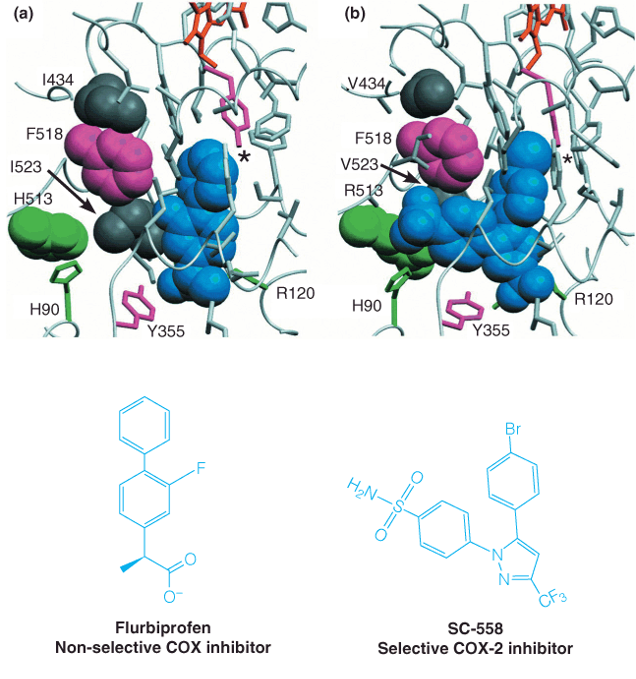 Structural basis for selective inhibition of COX-2