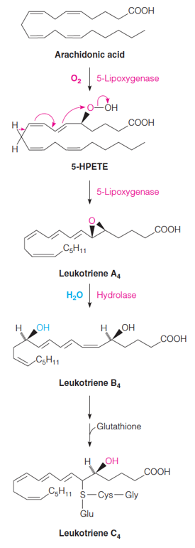 Biosynthesis of leukotrienes