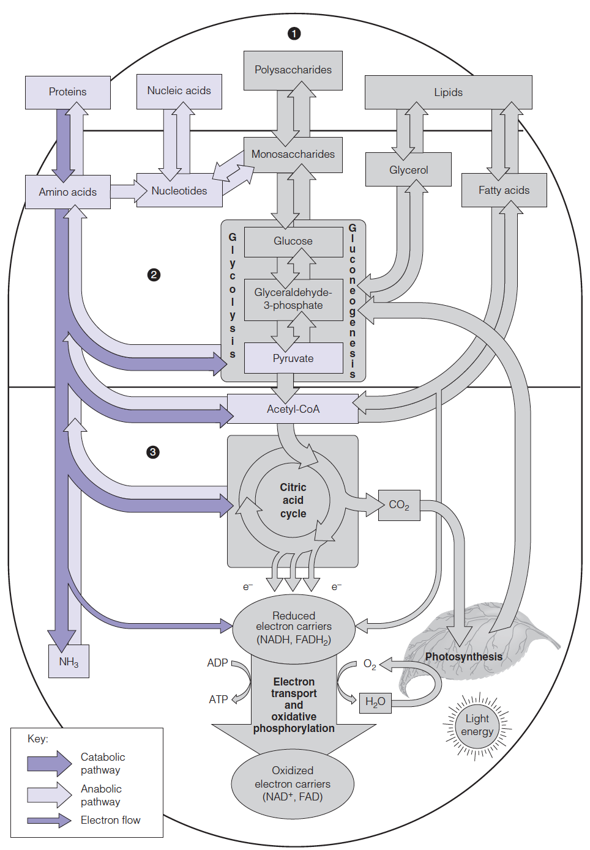 Pathways of nitrogen metabolism (purple) in the general pattern of intermediary metabolism