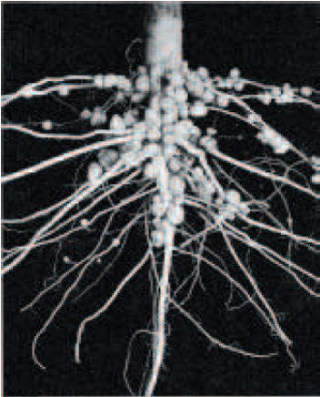 The site of nitrogen fixation in symbiotic root nodules