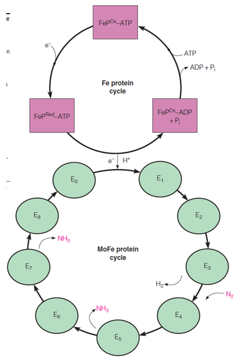 Mechanism of the two-component molybdenum-dependent nitrogenase reaction