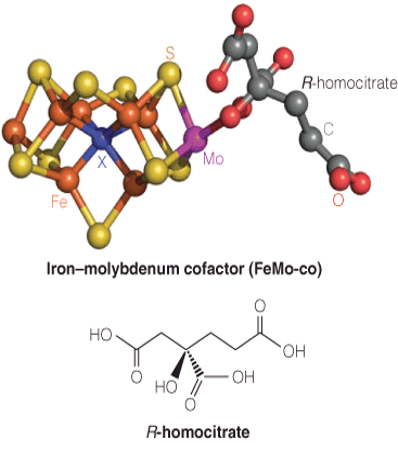 R-homocitrate