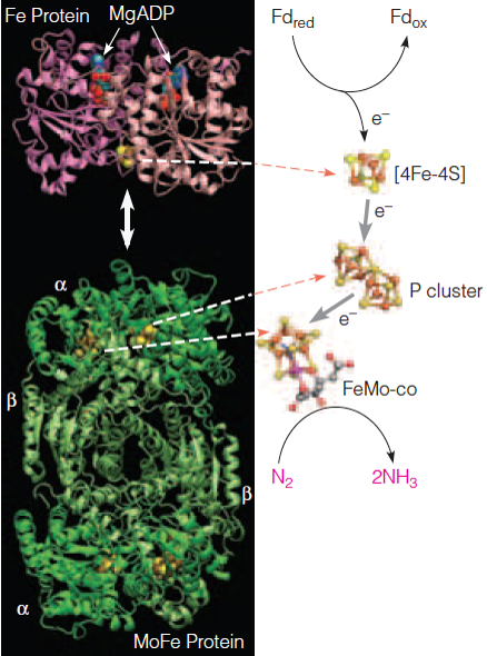 Structure of molybdenum-dependent nitrogenase from Azotobacter vinelandii