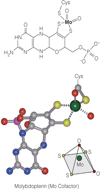 Molybdopterin