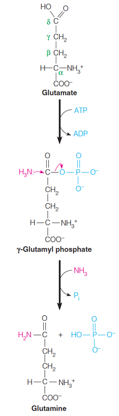 The glutamine synthetase reaction occurs via an acyl phosphate intermediate