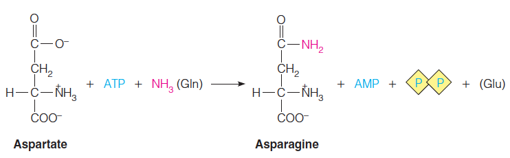 Asparagine Synthetase