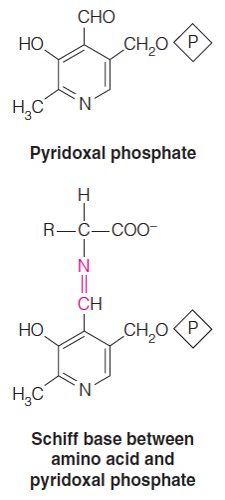 Aminotransferases