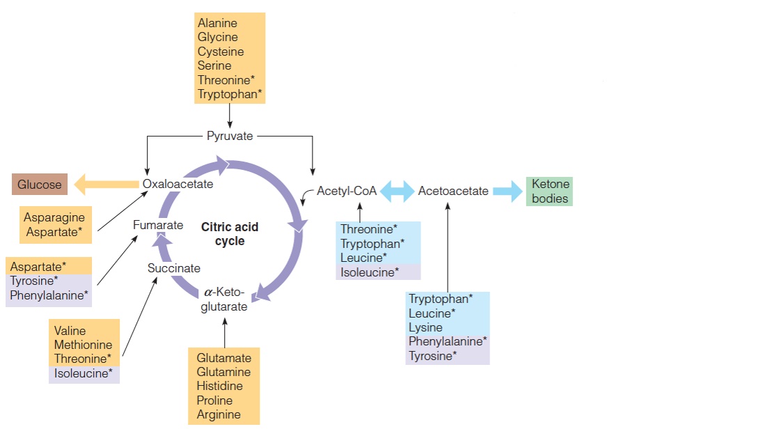 Fate of the Amino acid carbon skeletons