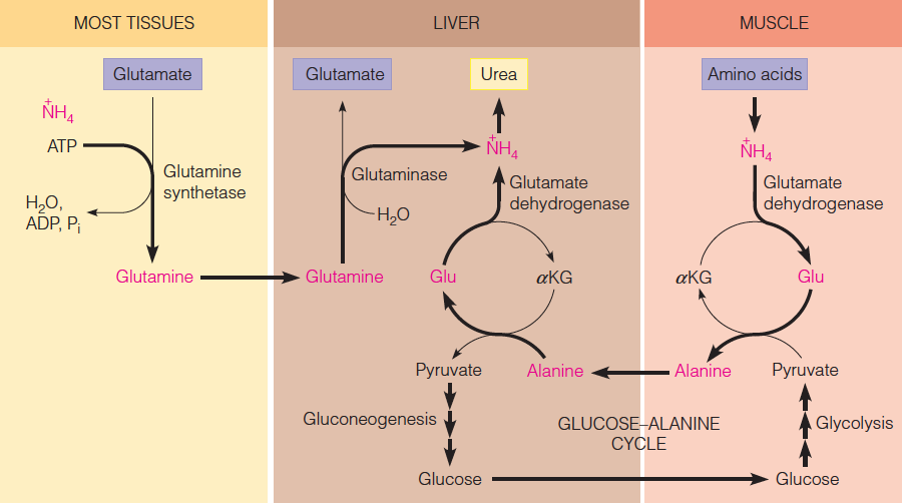 Transport of ammonia to the liver for urea synthesis