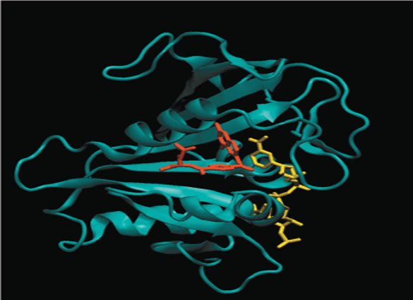 Human dihydrofolate reductase complexed with ligands