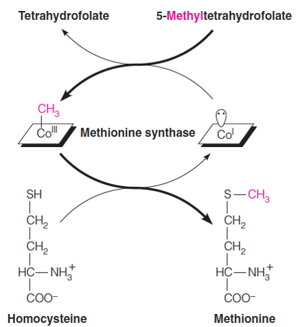 The role of B12 as a methyl transferase in Met biosynthesis