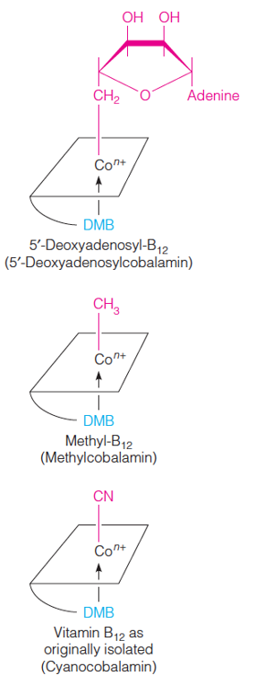 Coenzymes derived from vitamin B12