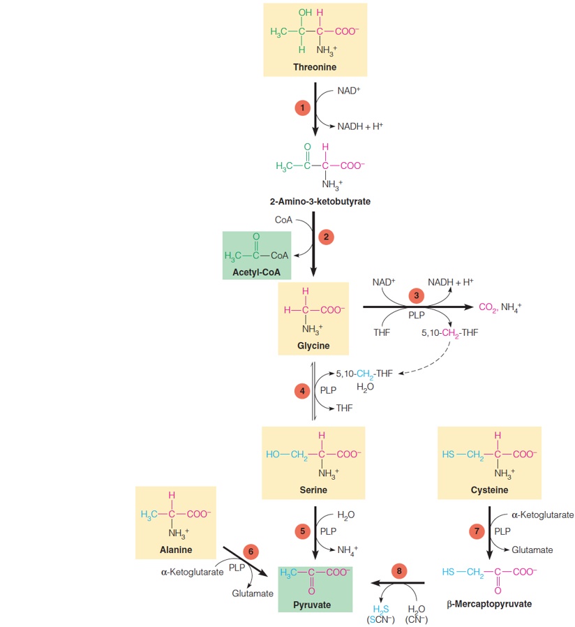 Glucogenic amino acids