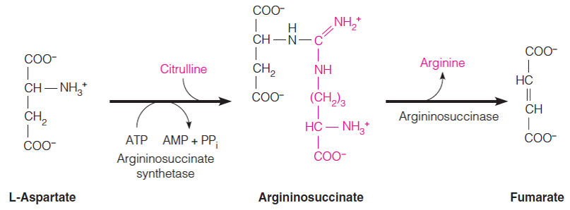 a-aminoadipic semialdehyde synthase