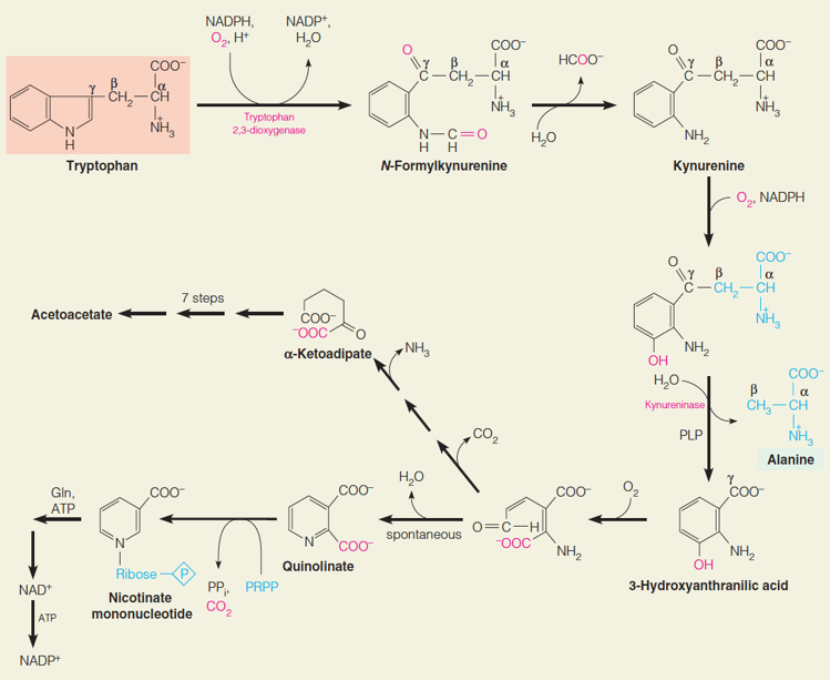 Metabolic fates of tryptophan