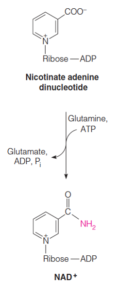 Amidotransferase reactions