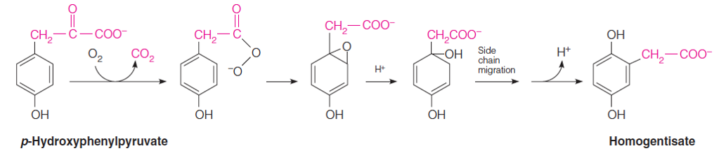 p-hydroxyphenylpyruvate dioxygenase