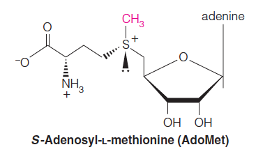 Transmethylations