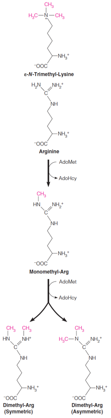 Protein methylation protects proteins in two ways