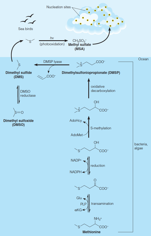 Environmental significance of dimethyl sulfide metabolism