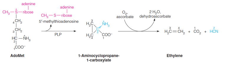 Hydrocarbon hormone ethylene