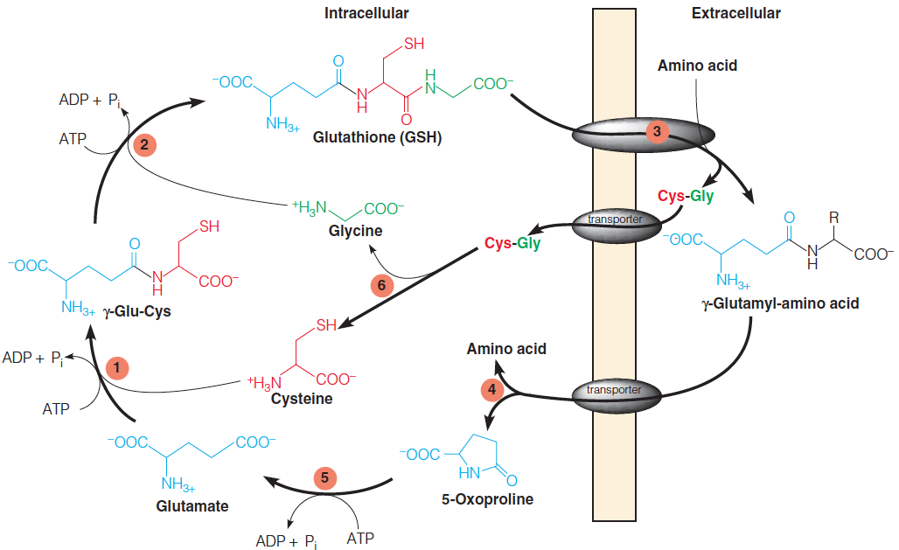 Glutathione and the g-glutamyl cycle