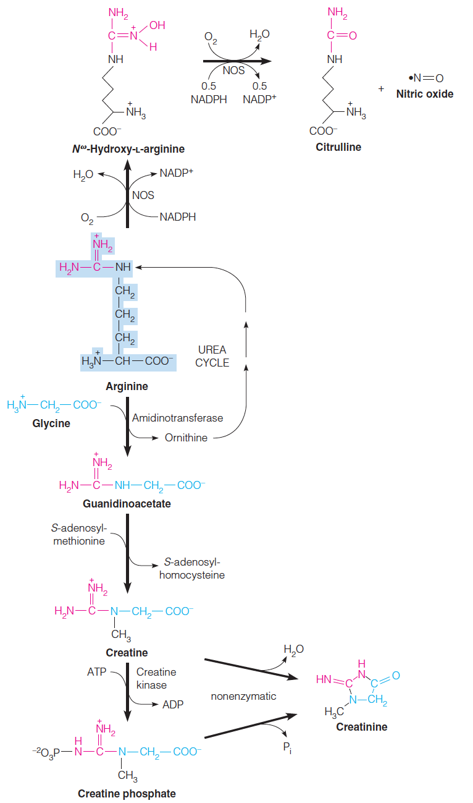 Biosynthesis of nitric oxide and creatine phosphate from arginine