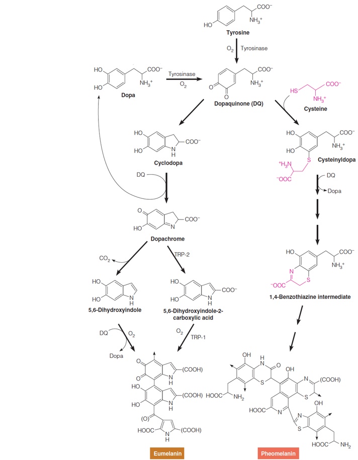 Biosynthesis pathways from tyrosine to melanin