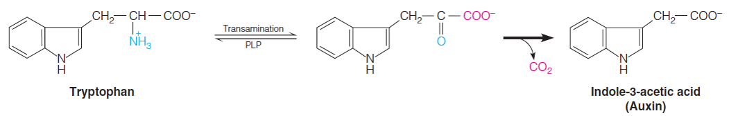 the transamination product of tryptophan is decarboxylated to yield indole-3-acetic acid, or auxin