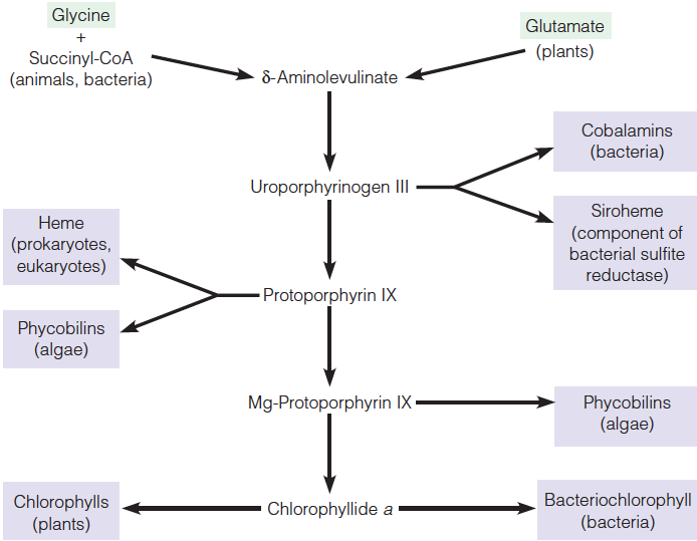 Biosynthetic pathways to tetrapyrroles