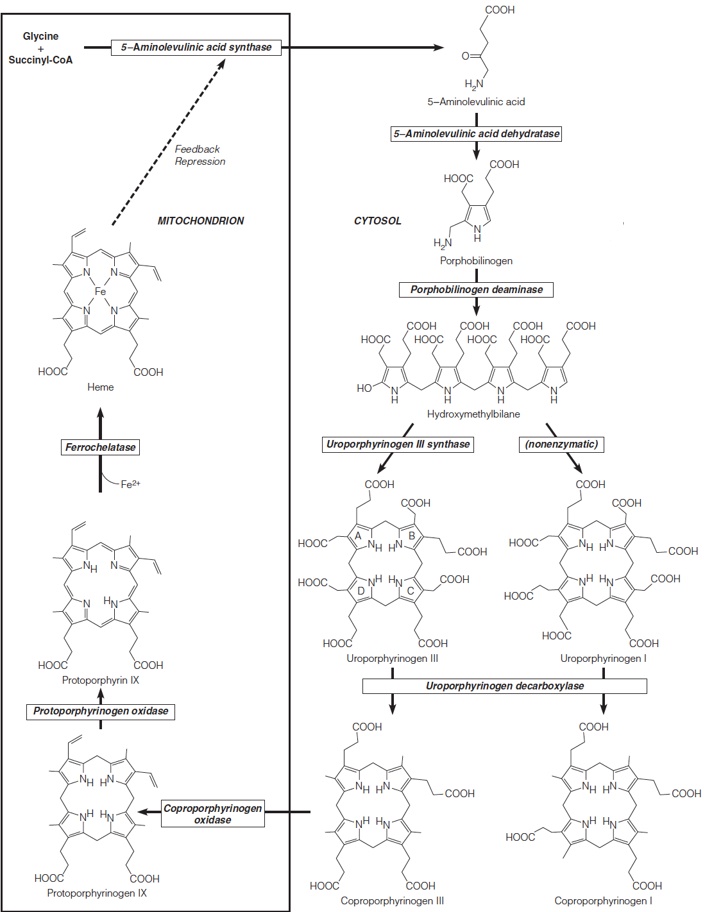 The Heme biosynthetic pathways