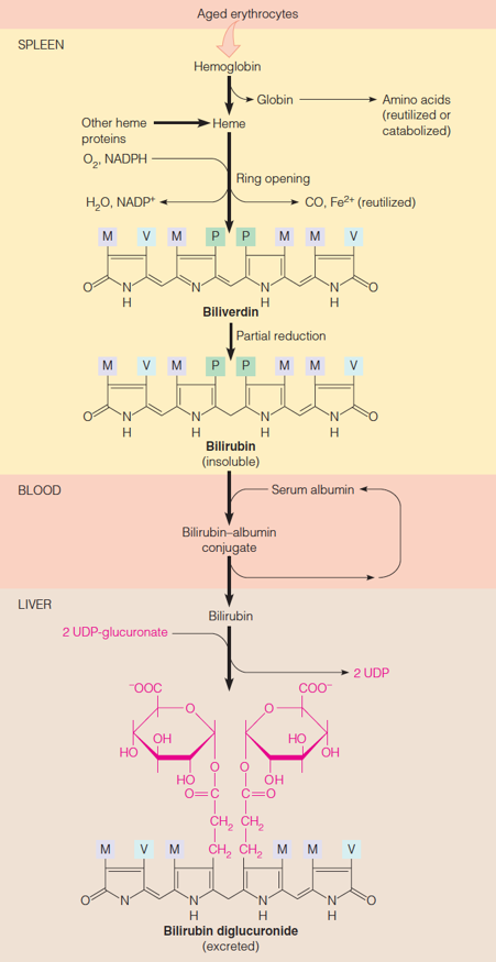 Catabolism of heme