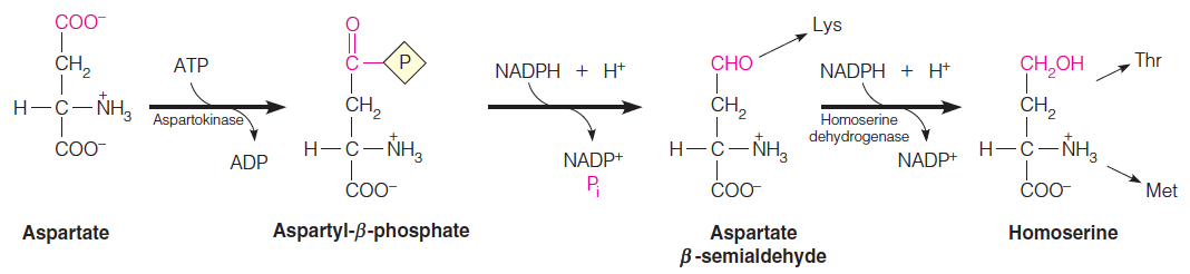 Aspartate leads via homoserine to threonine, lysine, and methionine