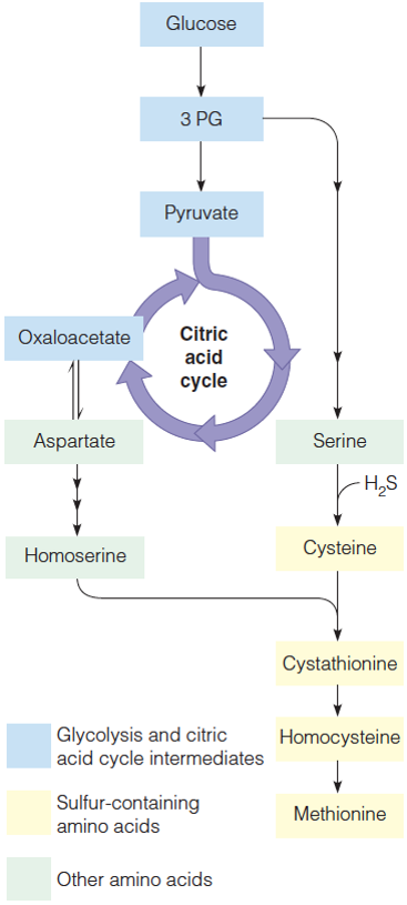 Outline of pathways for cysteine and methionine synthesis