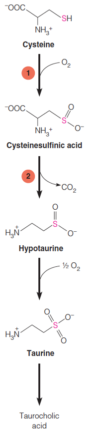 Taurine biosynthesis