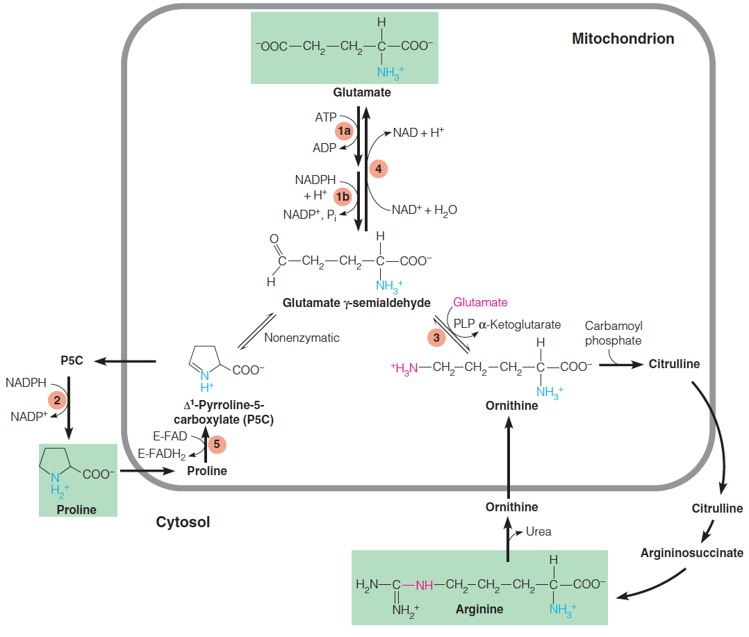 Proline and arginine are derived from glutamate