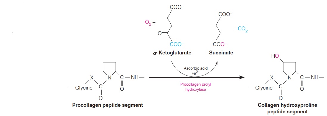 Enzymatic hydroxylation of procollagen proline residues in the synthesis of collagen