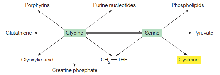 Metabolic interconversions and fates of serine and glycine