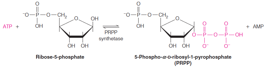 PRPP synthetase