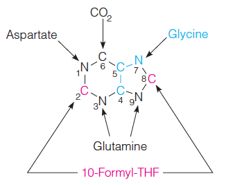 Low-molecular-weight precursors to the purine ring