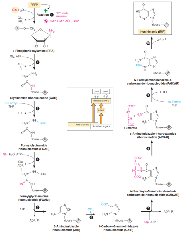 De novo biosynthesis of the purine ring