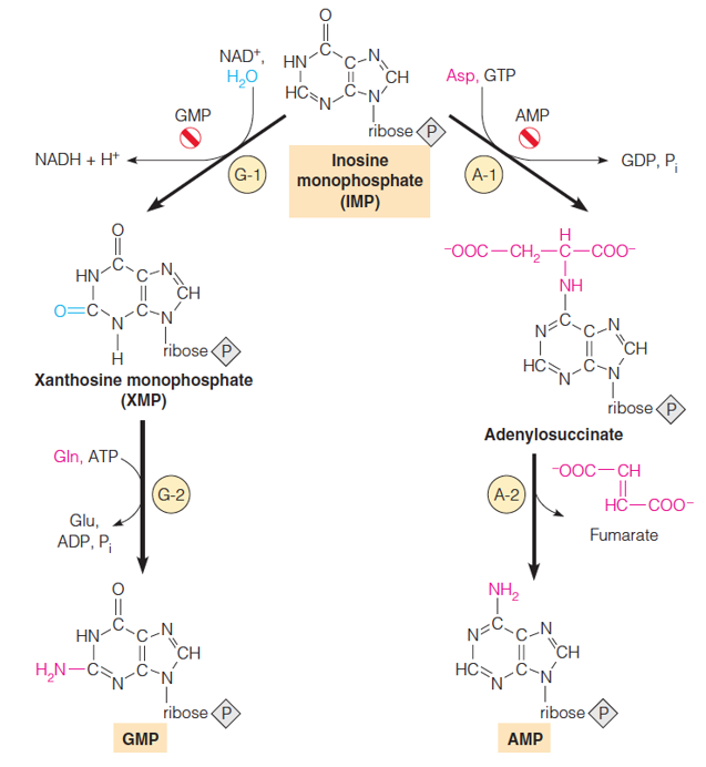 Pathways from IMP to GMP and AMP