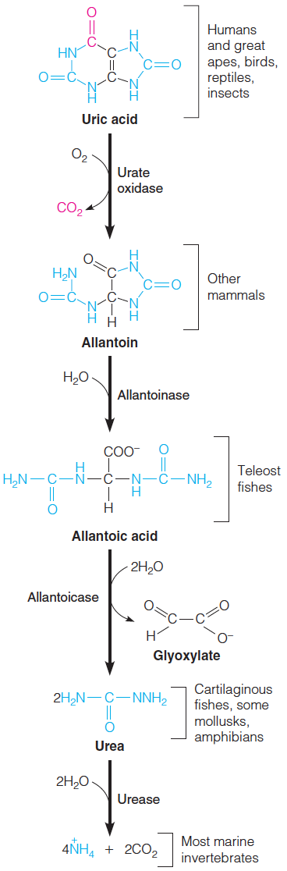 Catabolism of uric acid to ammonia and CO2