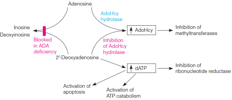 Metabolic consequences of adenosine deaminase (ADA) deficiency