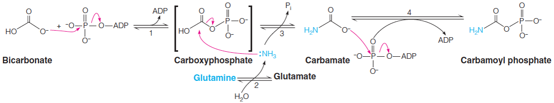 Carbamoyl phosphate synthetase